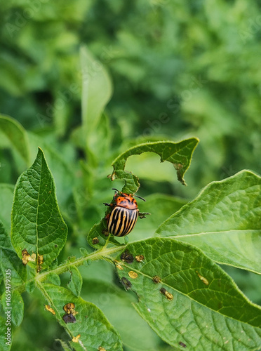 close-up of colorado potato beetle with red and black stripes resting on bright green leaf in natural garden setting ideal for agriculture and pest management industries  
Concept: pest identification