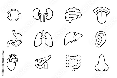 Human organ icon set on white background. Symbol of brain, heart, lungs, liver, kidney, ear, mouth, intestines, pancreas, eye, nose, and stomach. Human organ outline