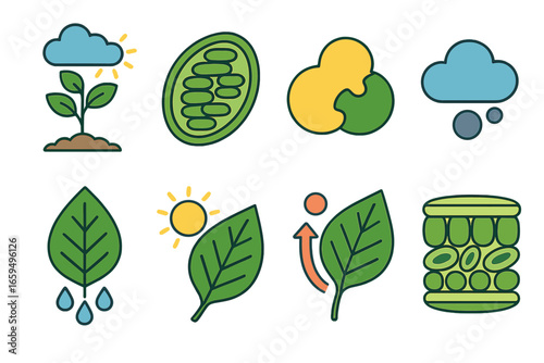 Plant Enzyme Illustrations. Flat vector mini-illustrations enzyme in plants in colors children's illustrations: photosynthesis,