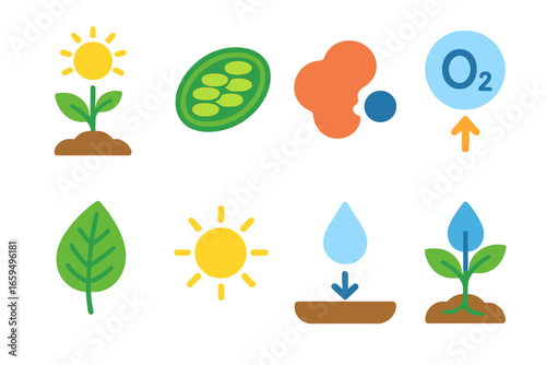Plant Enzyme Illustrations. Flat vector mini-illustrations enzyme in plants in colors children's illustrations: photosynthesis,