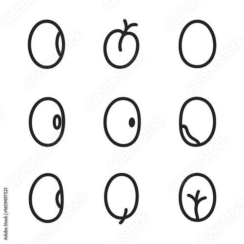 Seed Anatomy Icons. Outline icon set of seed anatomy: seed coat, embryo, cotyledon, hilum, micropyle, endosperm, testa, radicle,
