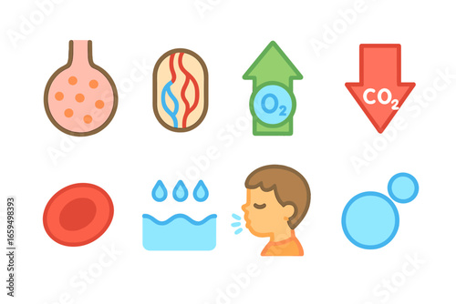Gas Exchange Illustration. Flat vector mini-illustrations gas exchange in colors children's illustrations: alveolus cross section,