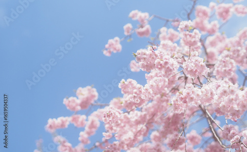 桜と空の背景イメージ、枝垂桜