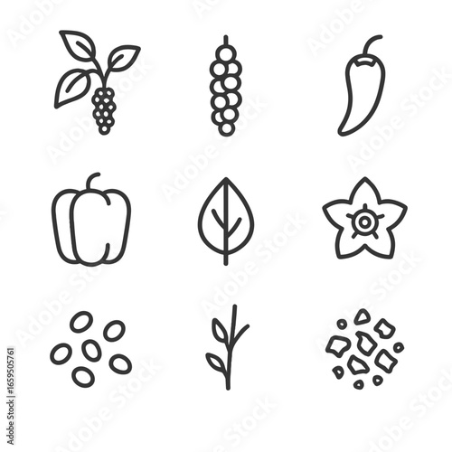 Pepper Plant Icons. Outline icon set of peppery plant parts: pepper plant, peppercorn cluster, chili pepper pod, bell pepper fruit