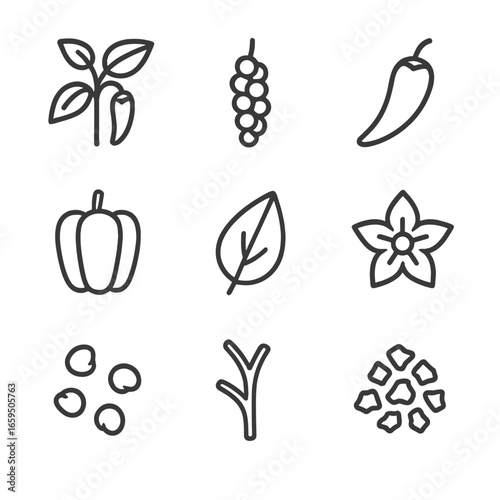 Pepper Plant Icons. Outline icon set of peppery plant parts: pepper plant, peppercorn cluster, chili pepper pod, bell pepper fruit