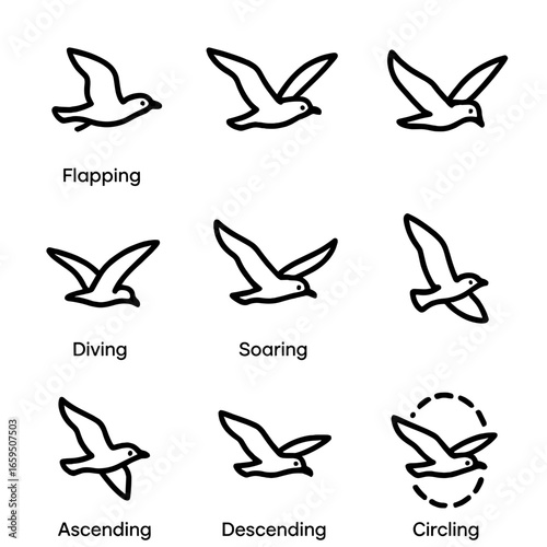 Seagull Flight Patterns Icons. Outline icon set of seagull flight patterns: flapping, gliding, hovering, diving, soaring, banking,