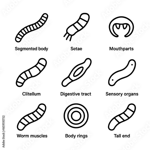Worm Anatomy Icons. Outline icon set of worm anatomy: segmented body, setae, mouthparts, clitellum, digestive tract, sensory