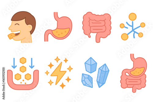 Carbohydrate Digestion Icons. Flat vector mini-illustrations carbohydrate digestion in colors children's illustrations: mouth