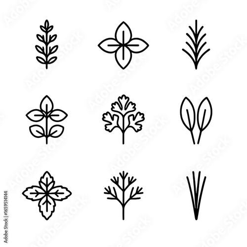 Culinary Herbs Icons. Outline icon set of thyme culinary herbs: thyme, basil, rosemary, oregano, parsley, sage, mint, dill, chives