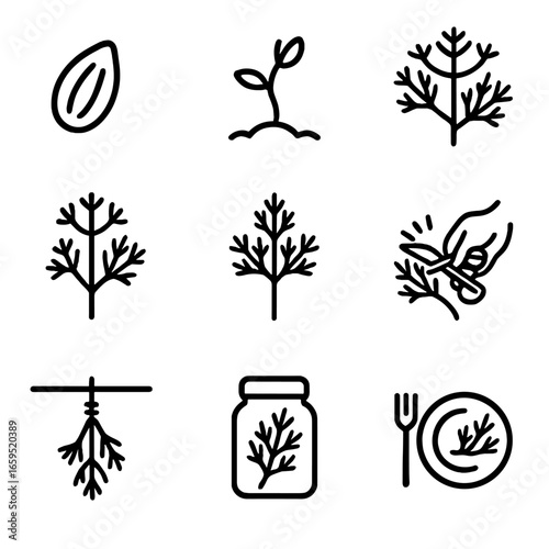 Dill Plant Lifecycle Icons. Outline icon set of dill plant lifecycle: seed, sprout, young plant, flowering, mature plant,