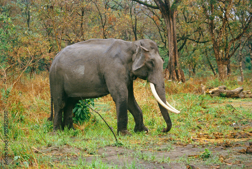 Photography elephant tusker in forest