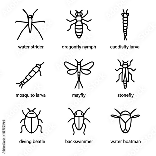Aquatic Insect Icons. Outline icon set of aquatic insects: water strider, dragonfly nymph, caddisfly larva, mosquito larva, mayfly
