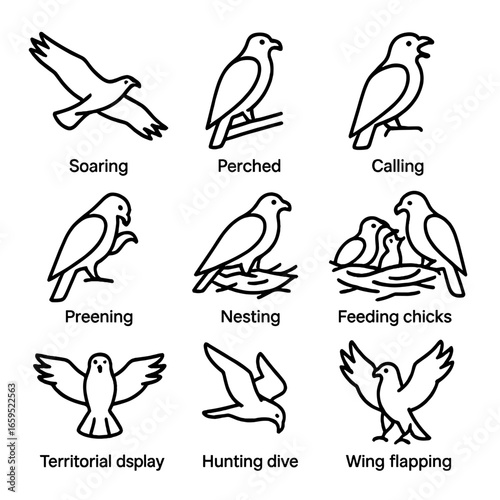 Hawk Behavior Icons. Outline icon set of hawk behaviors: soaring, perched, calling, preening, nesting, feeding chicks, territorial