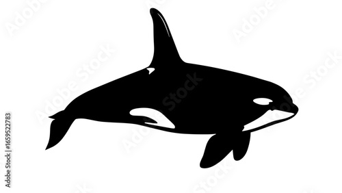 Orca silhouette with distinct white patches and dorsal fin – Intelligent power, Marine symbolism, Apex elegance, killer whale, ocean, animal, contrast
