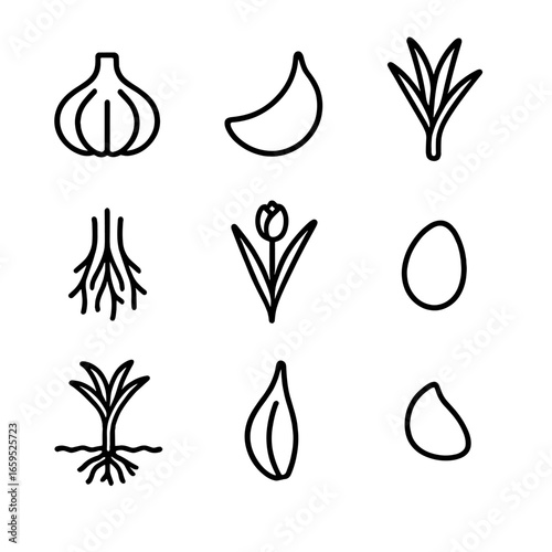Garlic Anatomy Icons. Outline icon set of garlic plant anatomy: bulb, clove, stem, roots, leaves, flower bud, seed, husk, soil.