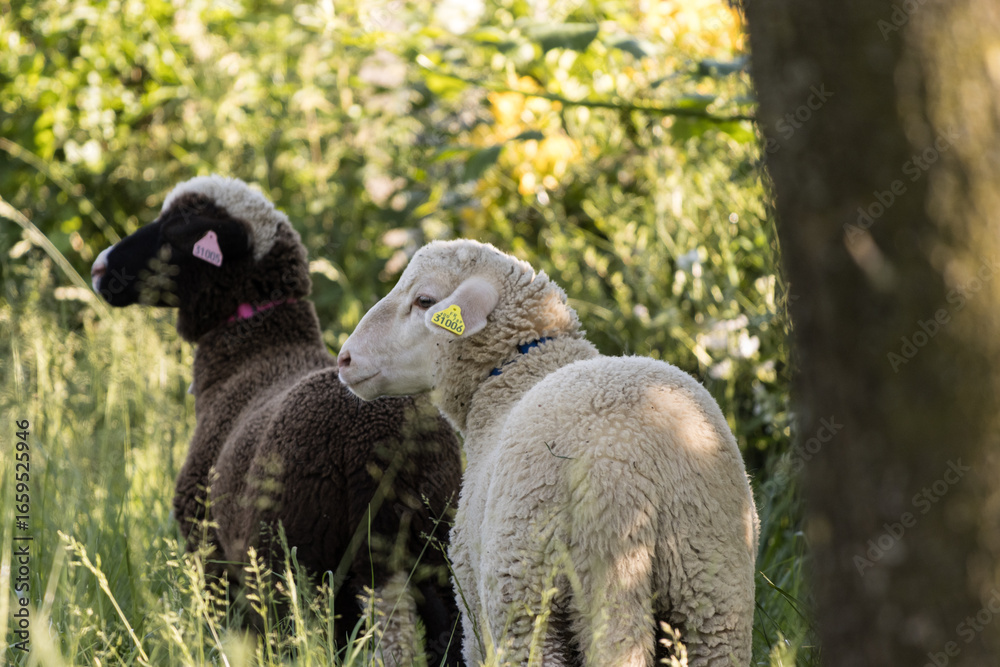 Fotografie Deux béliers dans un parc