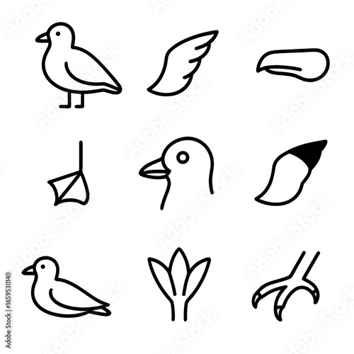 Seagull Icon Set. Outline icon set of seagull physical features: white plumage, grey wings, yellow beak, webbed feet, black