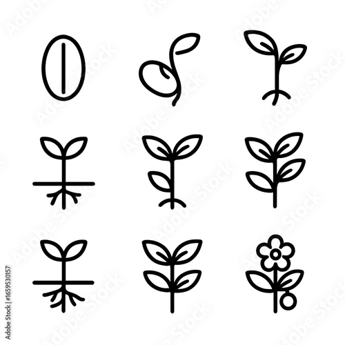 Seed Growth Icons. Outline icon set of seed growth stages: seed pod, germinating seed, sprout, seedling, young plant, root