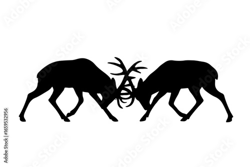 reindeer's are fighting -playing silhouette