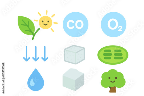Photosynthesis Children's Illustration. Flat vector mini-illustrations Photosynthesis process in colors