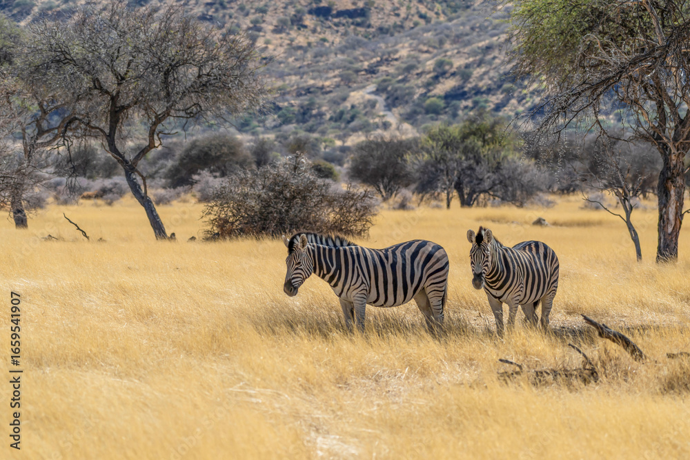 Naklejka premium Zèbres dans une réserve animalière