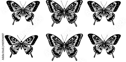 Black butterflies pattern butterfly insect
