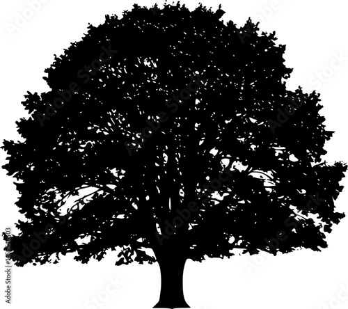 Black silhouette of a mature oak tree white background
