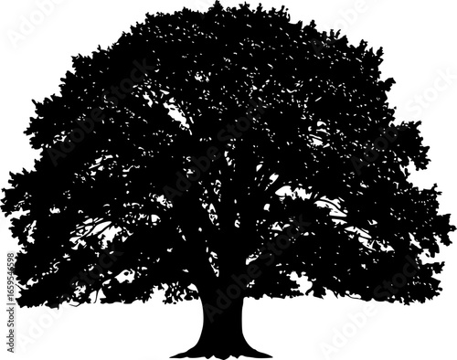 Black silhouette of a mature oak tree white background
