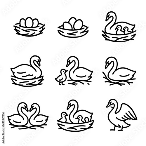 Swan Life Cycle Icons. Outline icon set of swan nesting: nest, eggs, chicks, incubation, feeding young, nest building, parents,