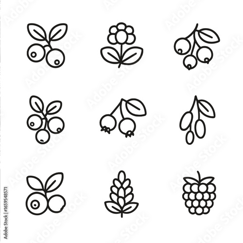 Wild Berries Icon Set. Outline icon set of wild berries: huckleberry, cloudberry, chokeberry, lingonberry, serviceberry, barberry,