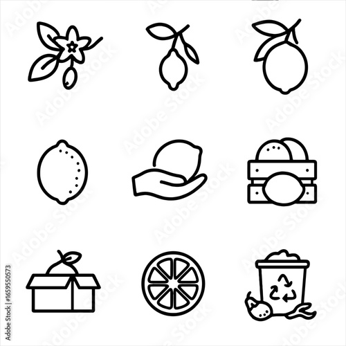 Lime Life Cycle Icons. Outline icon set of lime seasonal cycles: flowering, fruit setting, fruit growing, fruit ripening,