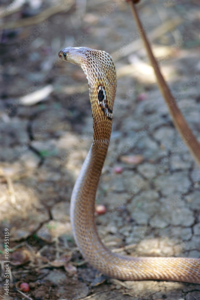 Fototapeta premium close up of a snake