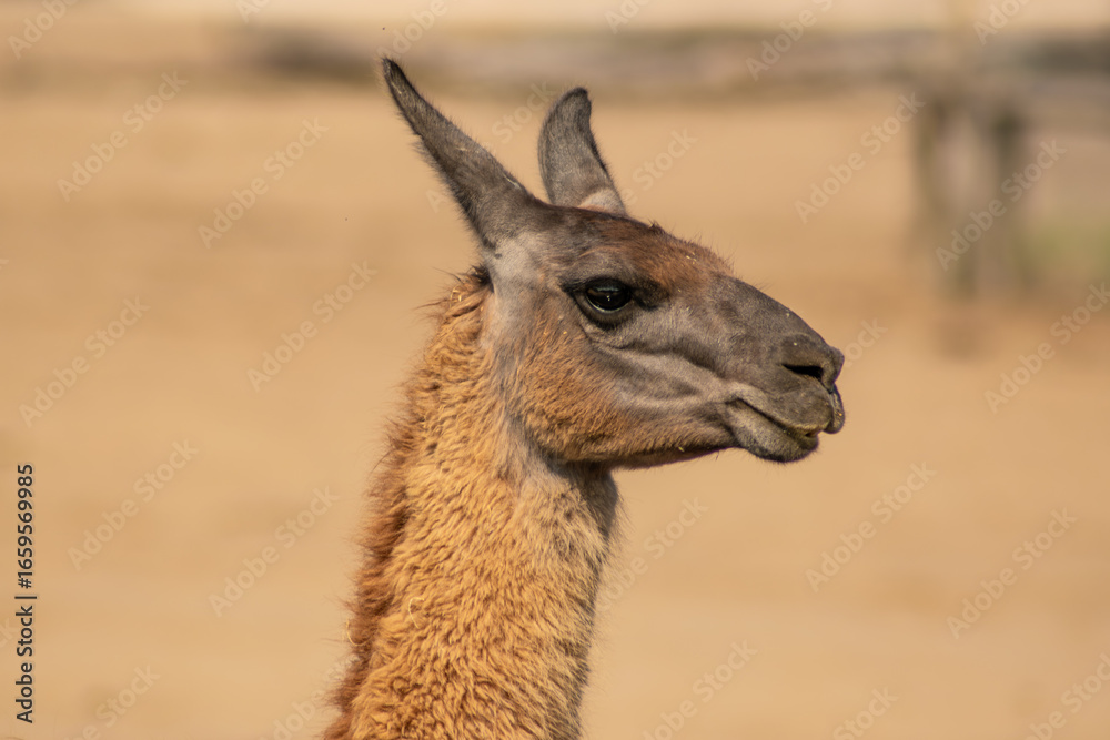 Obraz premium Close-up portrait of a llama with detailed fur and expressive face. Perfect for themes of wildlife, nature, South America, and exotic animals.