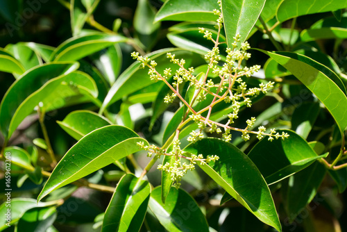 Принти на полотні Tiny clusters of pale green flower buds of Chinese privet tree (Ligustrum lucidu