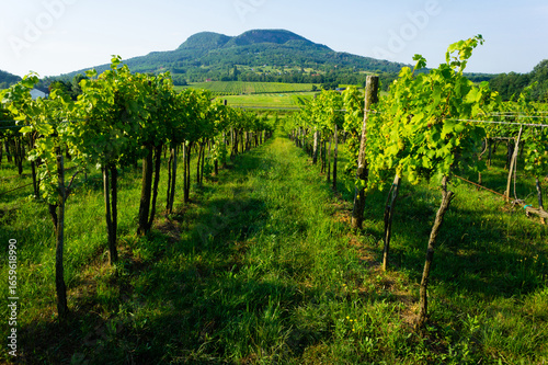 wineyard landscape with Badacsony mountain, Hungary