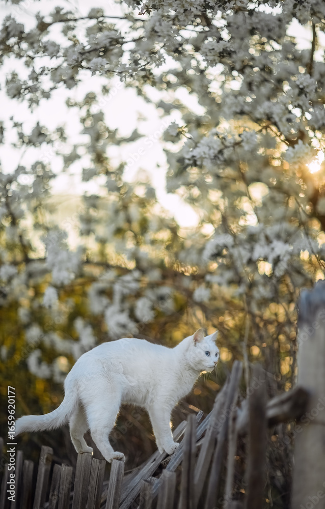 Fototapeta premium A blue-eyed cat walks along an old fence at sunset