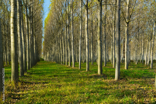 reforestation of poplar trees at autumn sunset