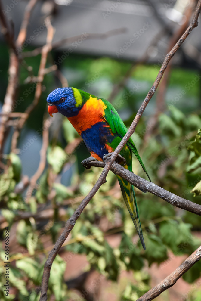 Naklejka premium Rainbow Lorikeet perched on a branch, displaying its vibrant green, blue, yellow, and orange plumage in natural light