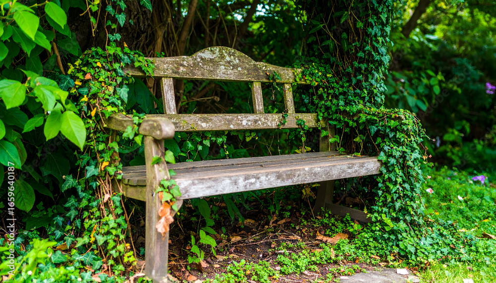 Rustic wooden bench surrounded by green ivy in tranquil outdoor setting Rustic wooden bench surrounded by green ivy in tranquil outdoor setting