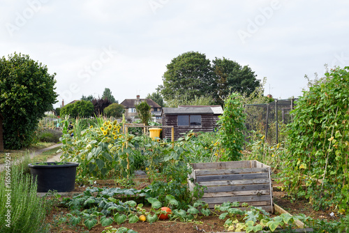 Variety of vegetables growing outdoors at an allotment vegetable patch in a community garden