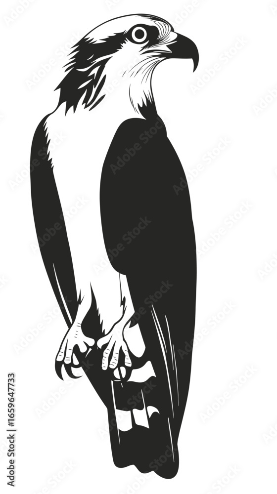 Fototapeta premium Detailed black and white vector illustration of osprey perched bird of prey with sharp beak and claws isolated on white background minimalist flat design