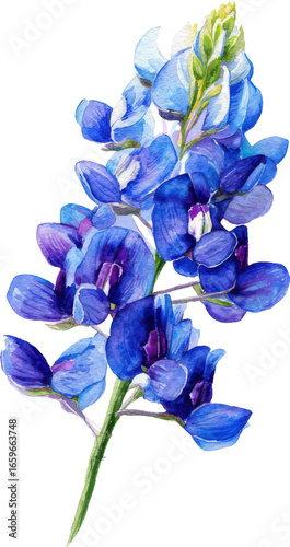 Vibrant bluebonnet flower stem close-up against a deep black canvas Watercolor PNG