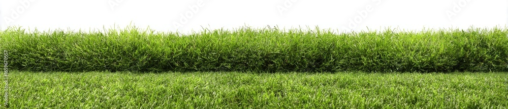 Fototapeta premium Lush Greenery Scene