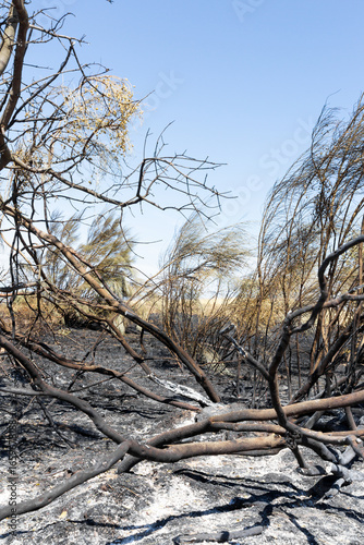 Aftermath of devastating wildfire in Castilla la Mancha