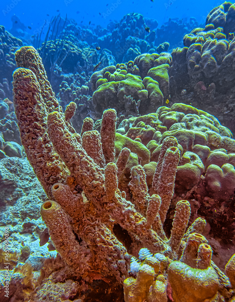 Fototapeta premium yellow tube sponge, sea sponge, Verongiida