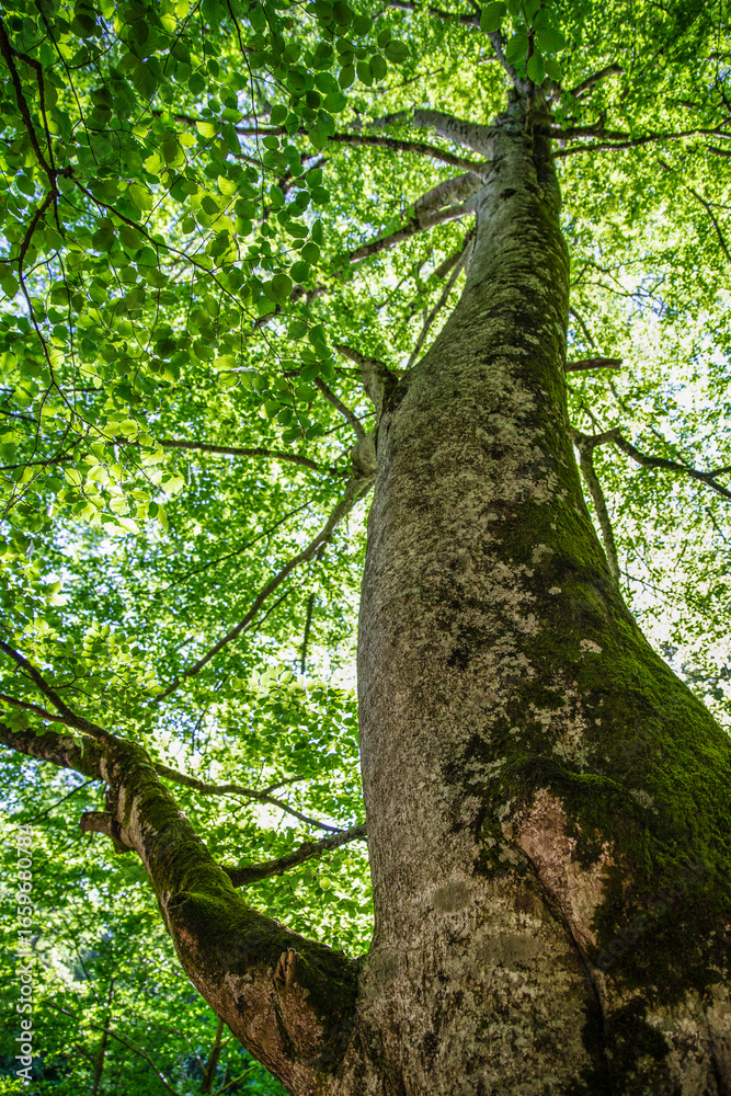 Fototapeta premium view from below of a tree trunk