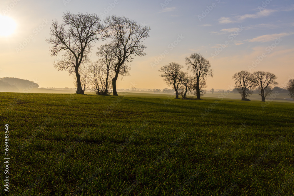 Fototapeta premium Silouette of a row of trees in a field, after sunrise near Sedgefield, County Durham, England, UK.