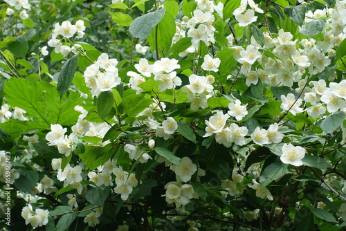 A lot of white flowers of Philadelphus coronarius in June