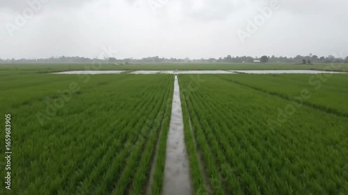 Paddy field under a cloudy sky