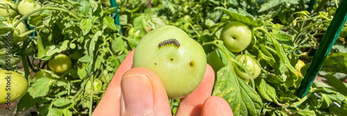 Photography A caterpillar's clandestine feast unfolds on a sunlit green tomato, evoking Toma